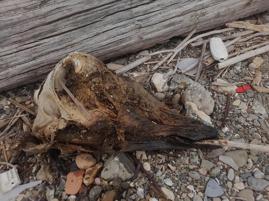 Bioma: &laquo;Rinvenuta una testa di delfino&raquo;