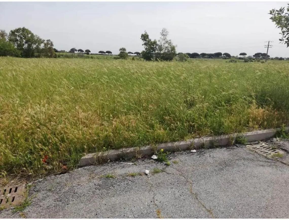 &laquo;Piante secche e soldi sprecati&raquo;, le accuse del Pd sul progetto Arbolia