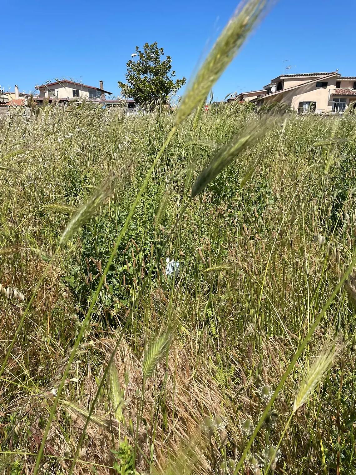 &laquo;Arbolia: piantine morte, soldi sprecati e incuria&raquo;