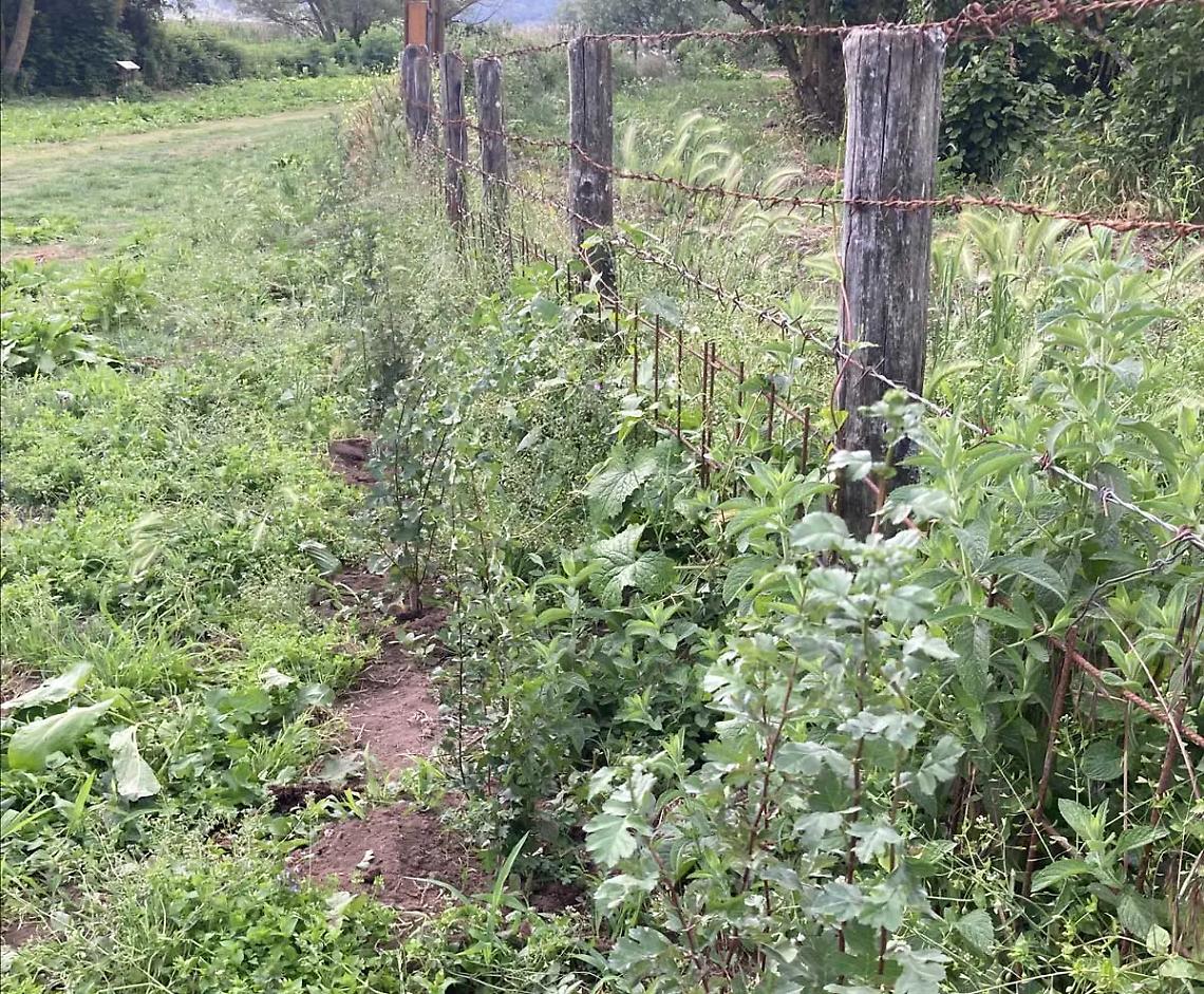 Coltivazioni nocciolo, creata fascia tampone