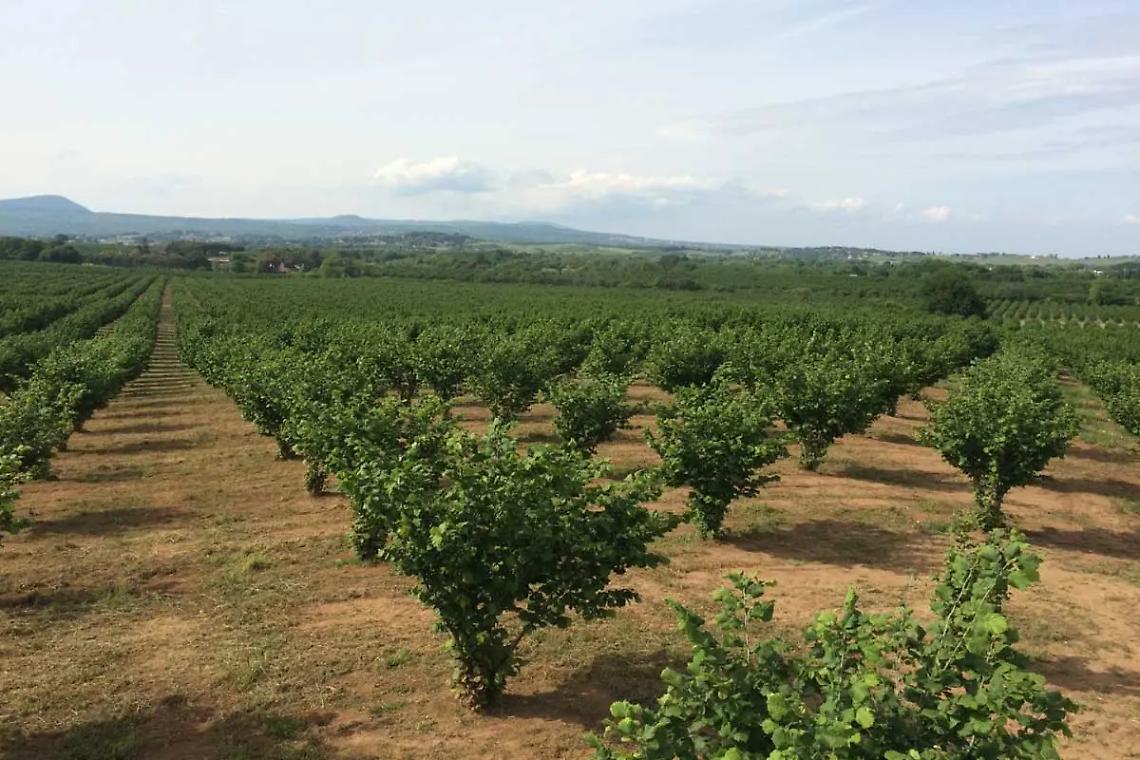 Nella Tuscia nocciole migliori con stazioni meteo e sensori d&rsquo;umidit&agrave;