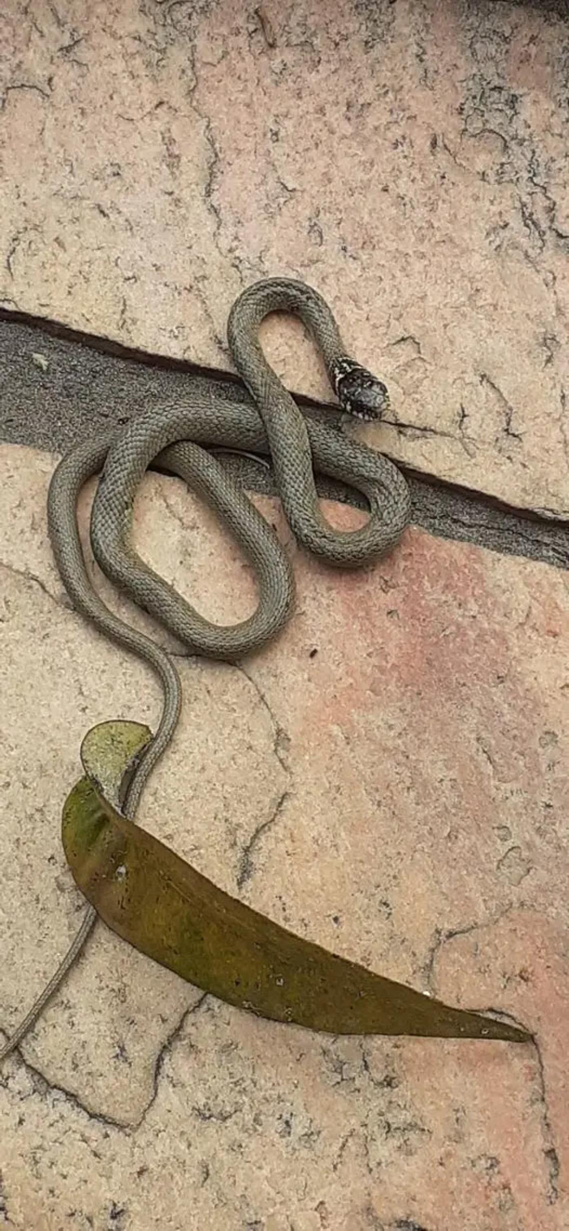 Ancora serpenti nei giardini, torna l&rsquo;incubo a Valcanneto