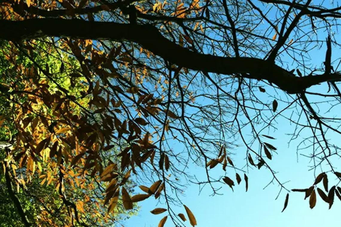 Taglio di rami e vegetazione, online l&rsquo;ordinanza