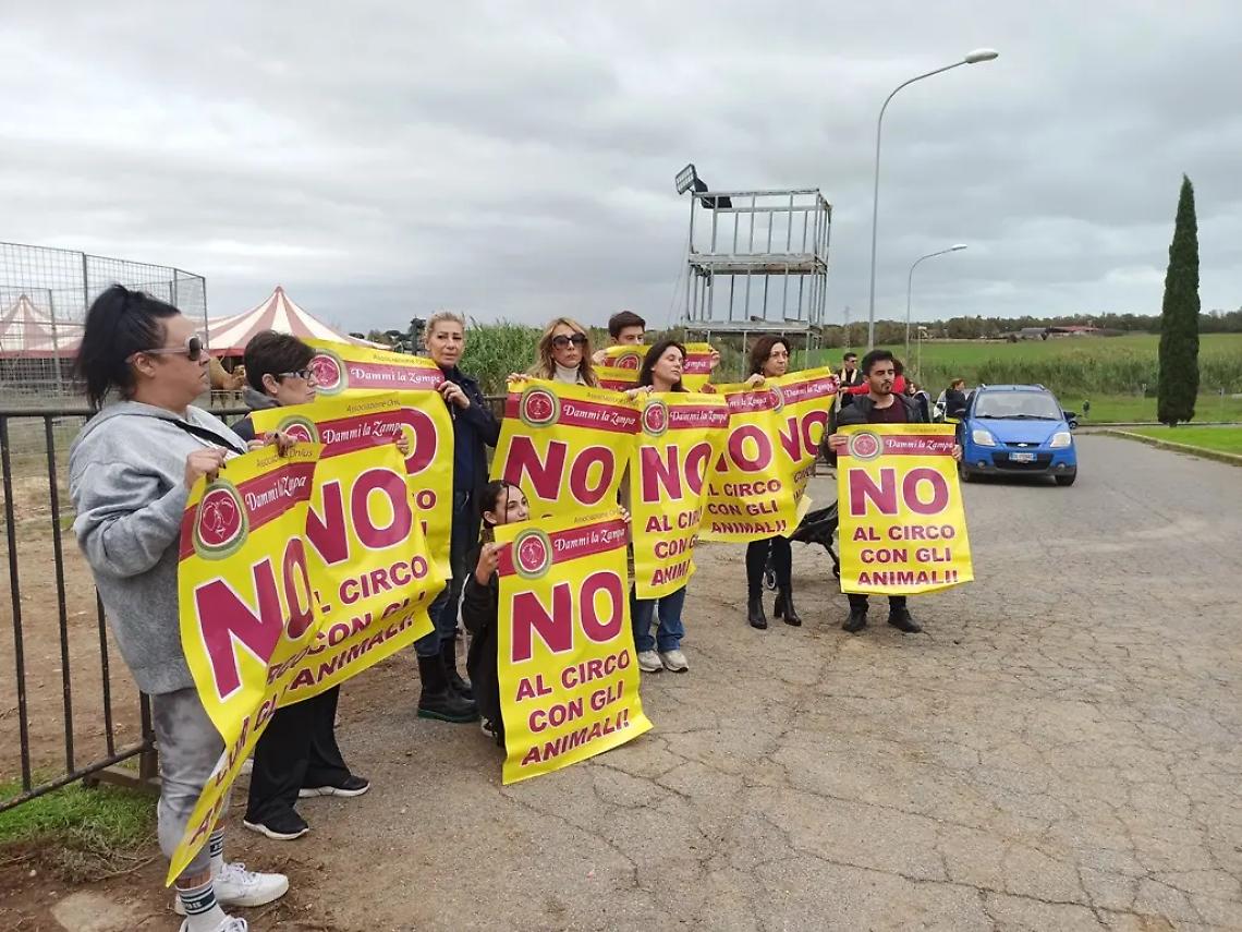 Tornano i leoni, il circo e anche le proteste
