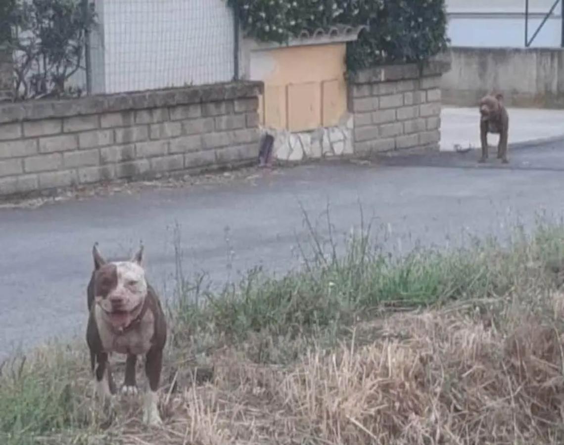 Donna assalita da due pitbull per difendere i suoi cuccioli