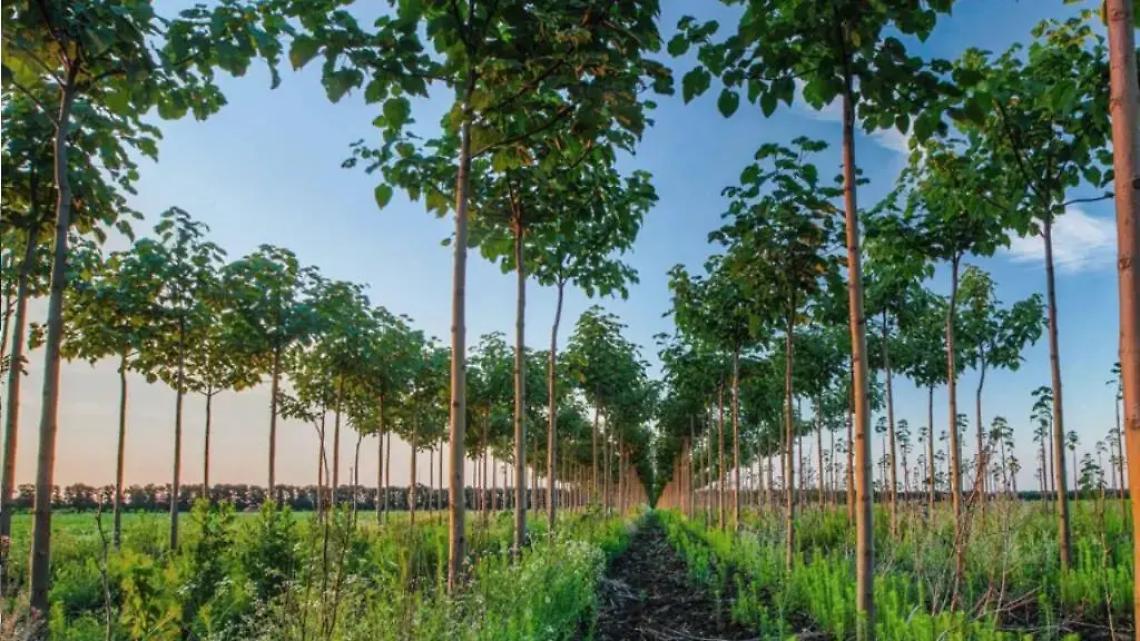 Interventi di selvicoltura a Fregene: istituita viabilit&agrave; provvisoria