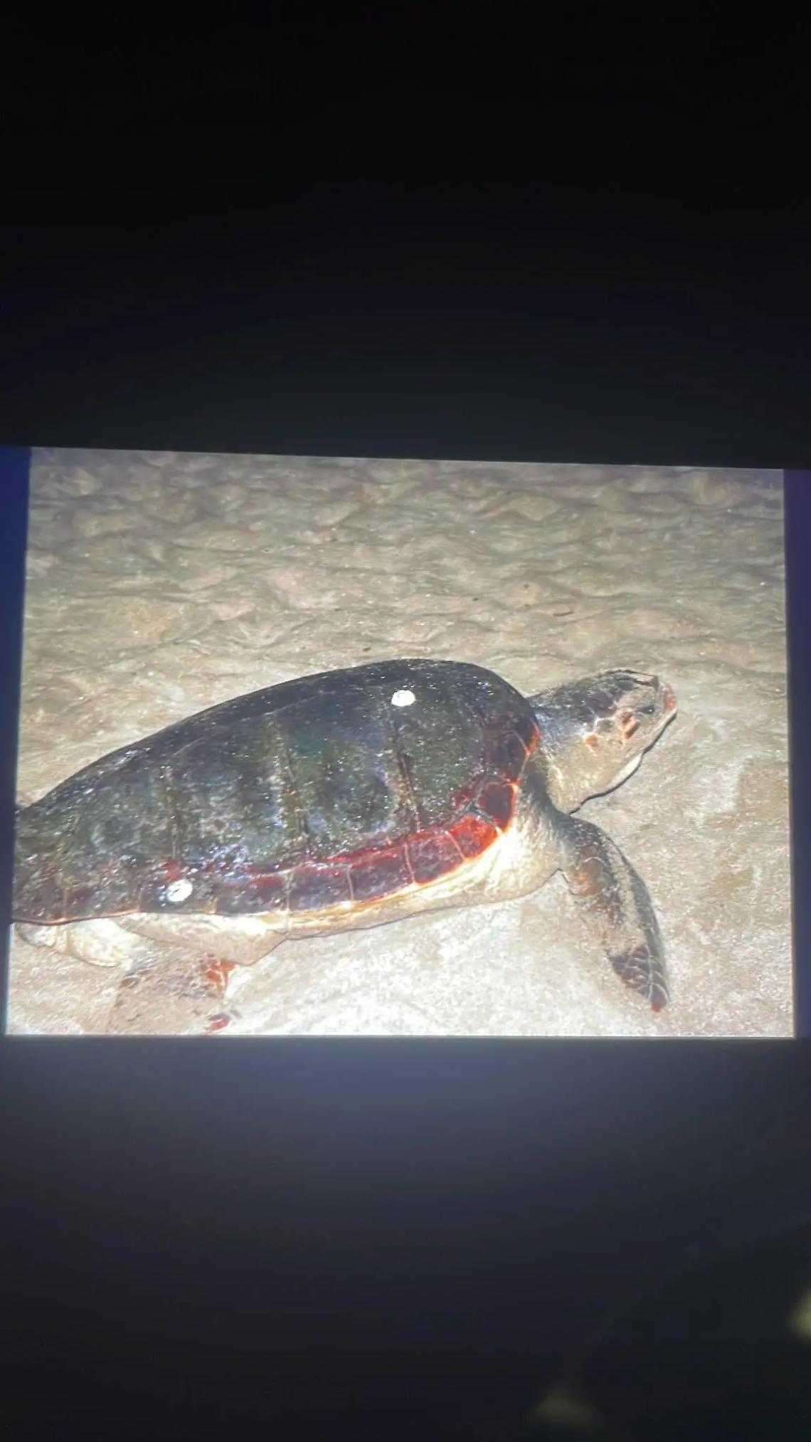 Tartaruga marina depone le uova sulla spiaggia di Sant&rsquo;Agostino VIDEO