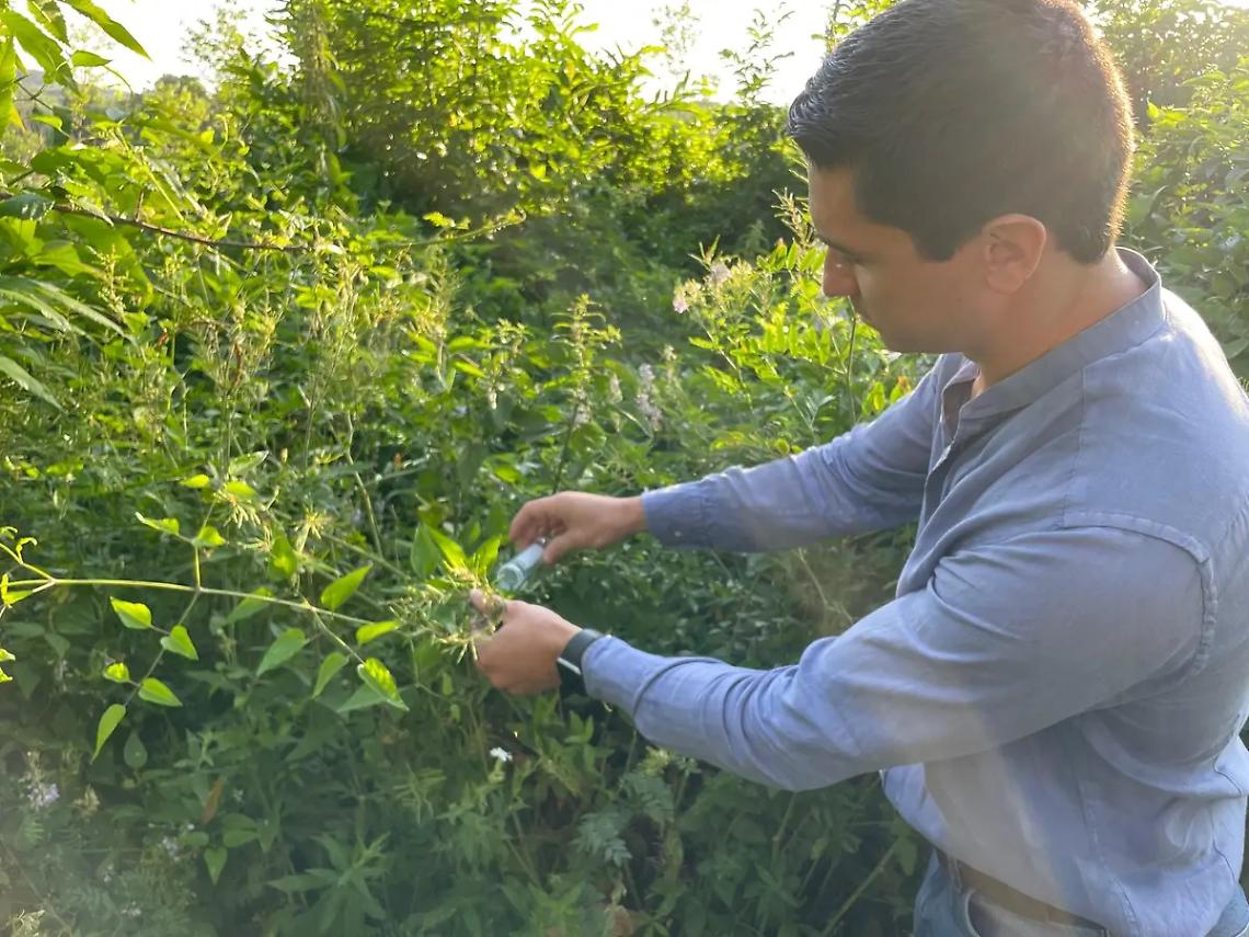 Nocciole: i primi lanci della vespa samurai