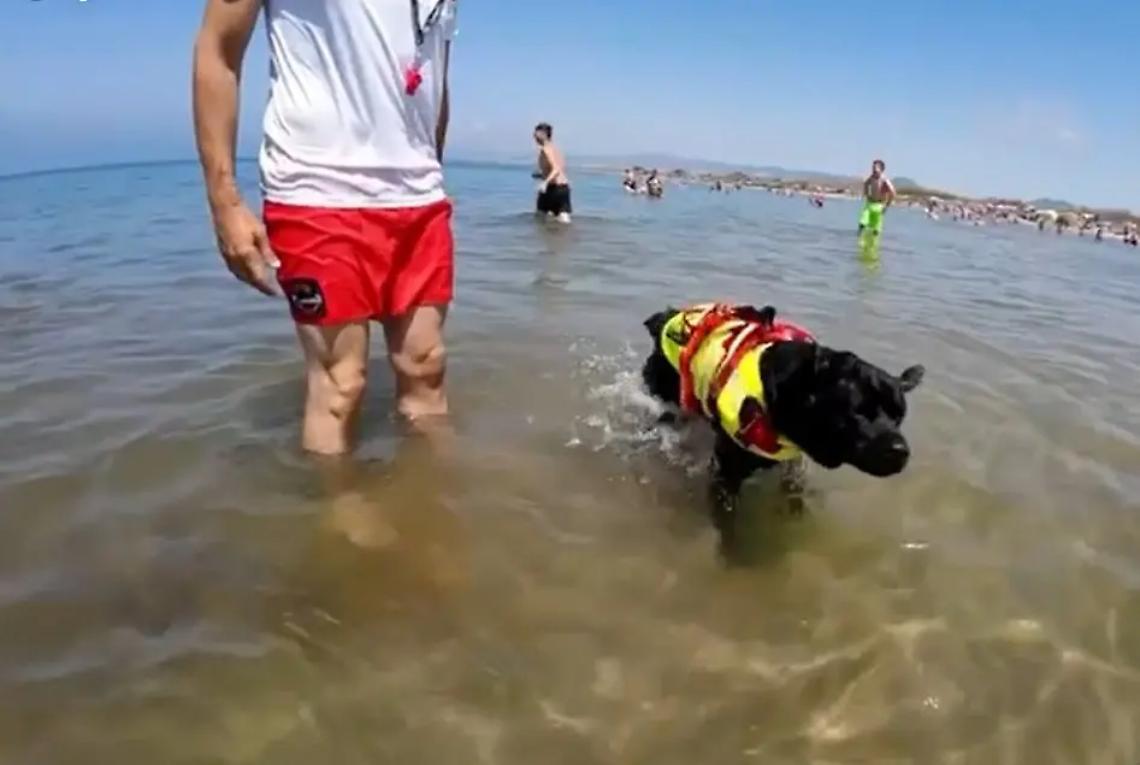 Torre Flavia &egrave; pi&ugrave; sicura con i cani bagnino