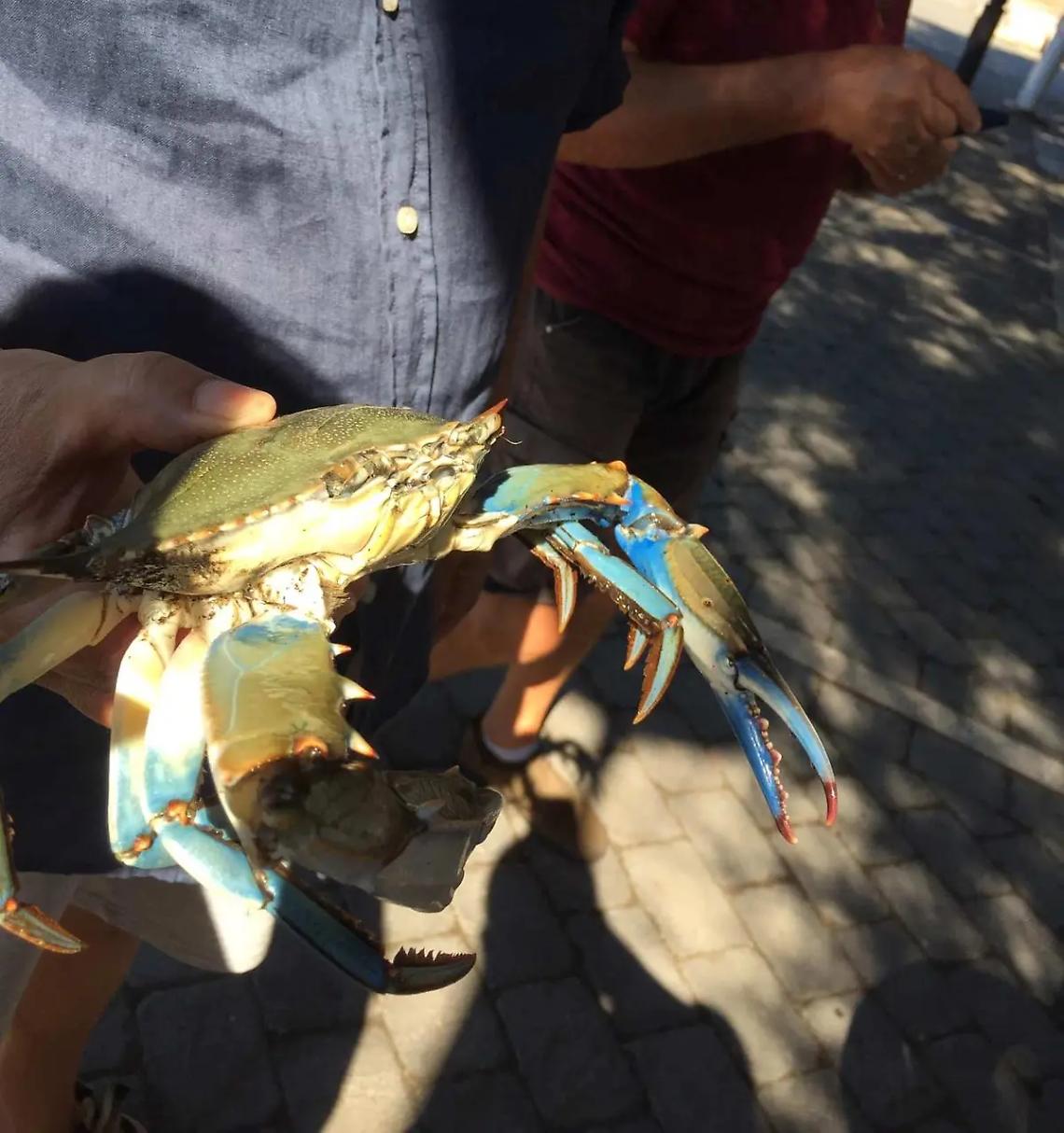 Migliaia di granchi blu invadono la palude, a rischio l&rsquo;ecosistema della preziosa riserva