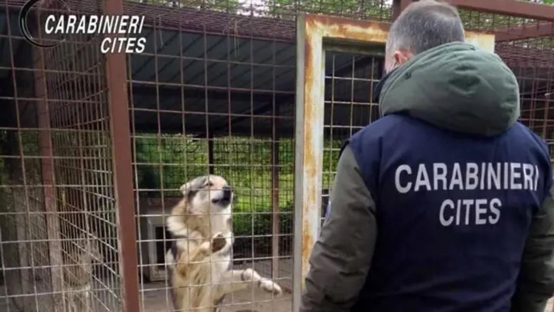 Cani incrociati con i lupi, due condanne