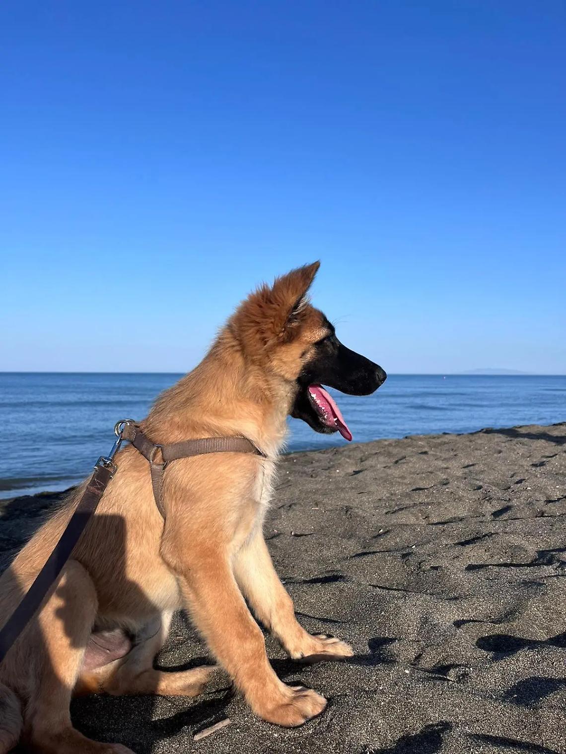 Cagnolino cerca una nuova casa