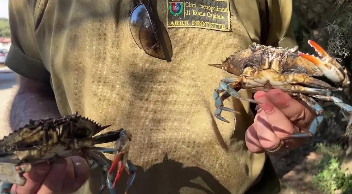 In Palude le reti per catturare i granchi blu