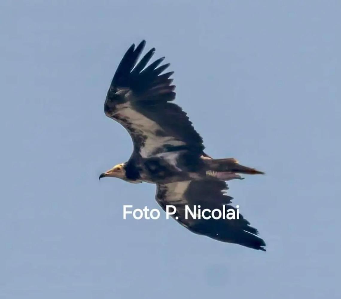 E&rsquo; tornato il Capovaccaio