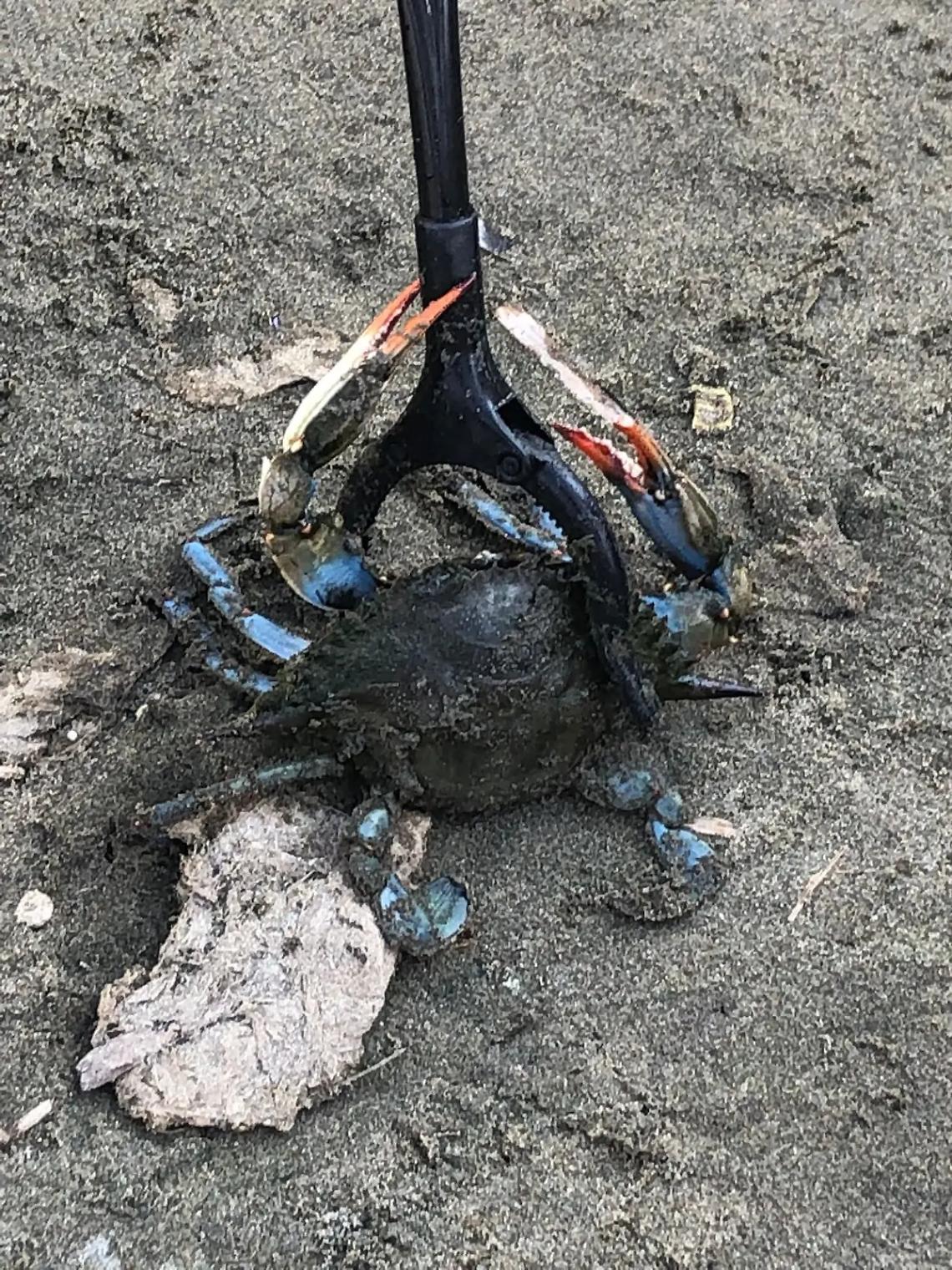 Sos in palude, corsa contro il tempo per catturare i granchi blu con le reti