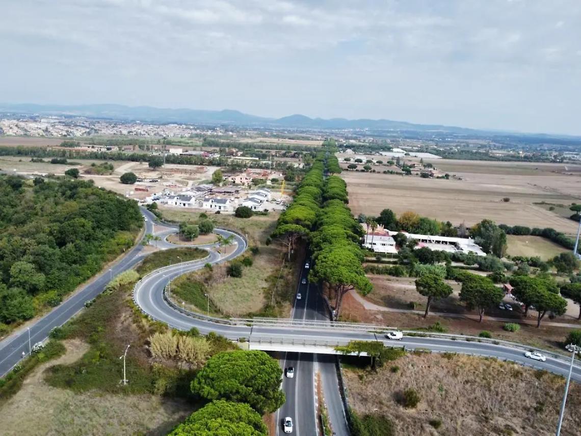 &laquo;I pini di Ladispoli stanno morendo&raquo;