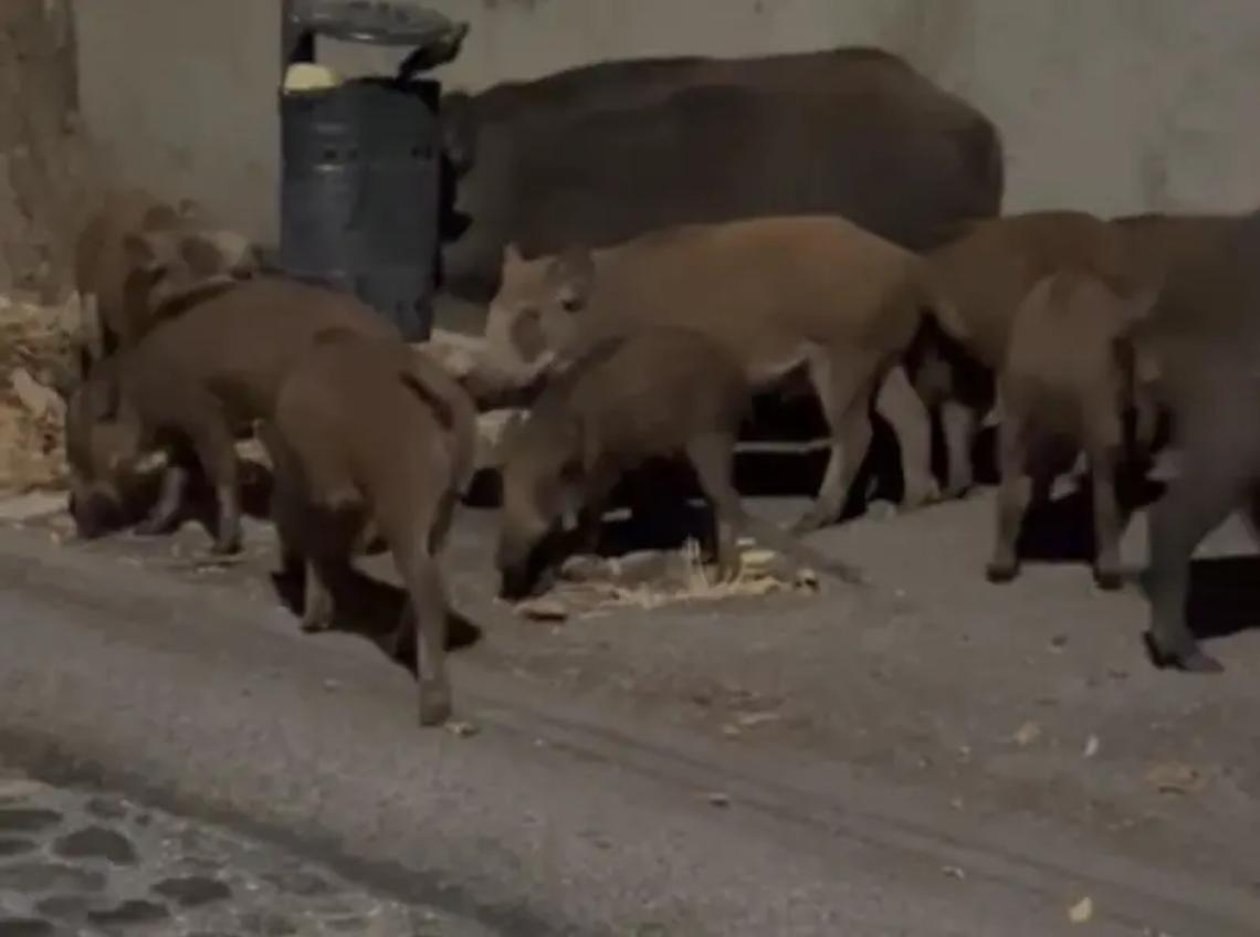 &laquo;Cinghiali, la cattura dall&rsquo;autunno&raquo;