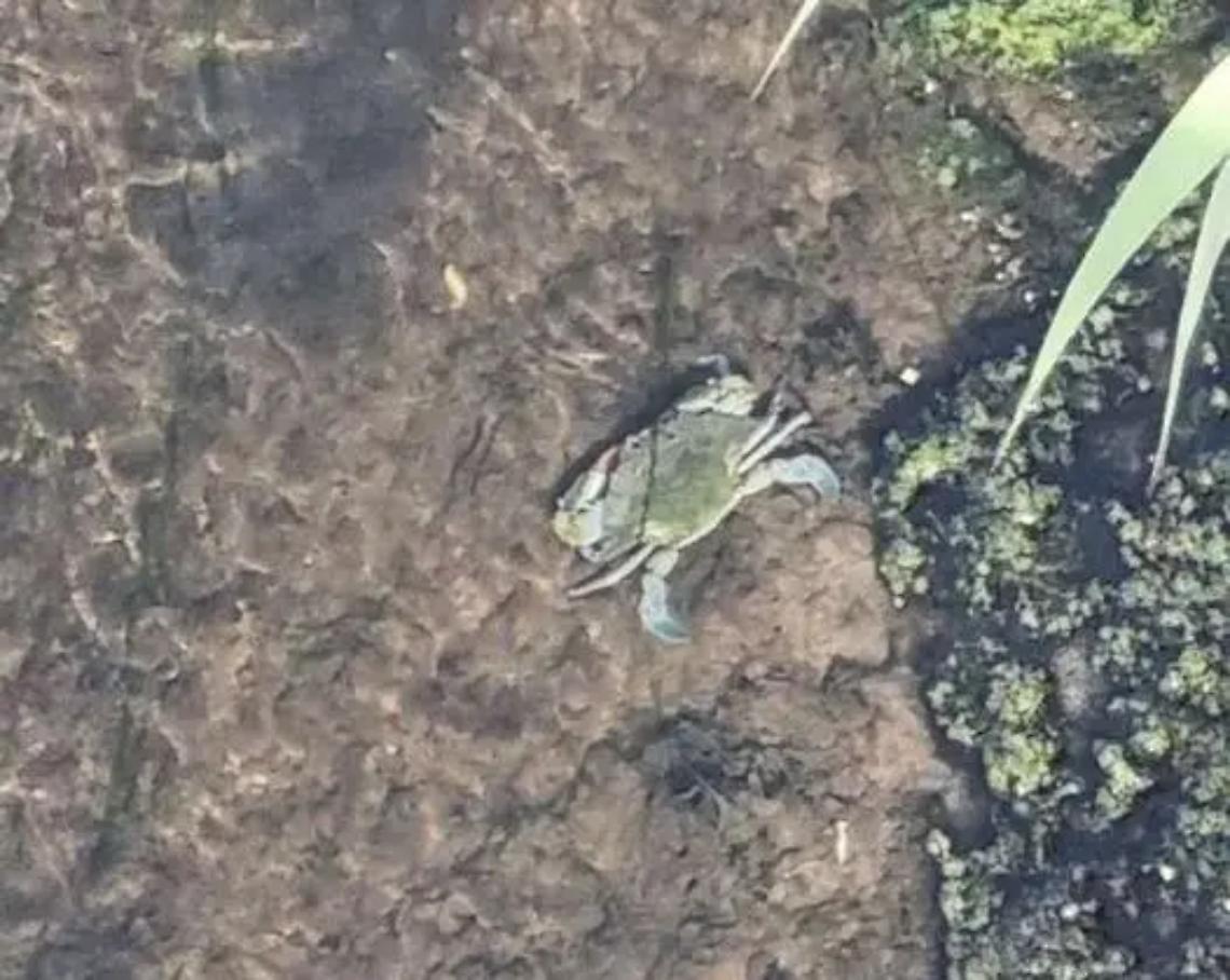 I granchi blu ora si impossessano dei fiumi