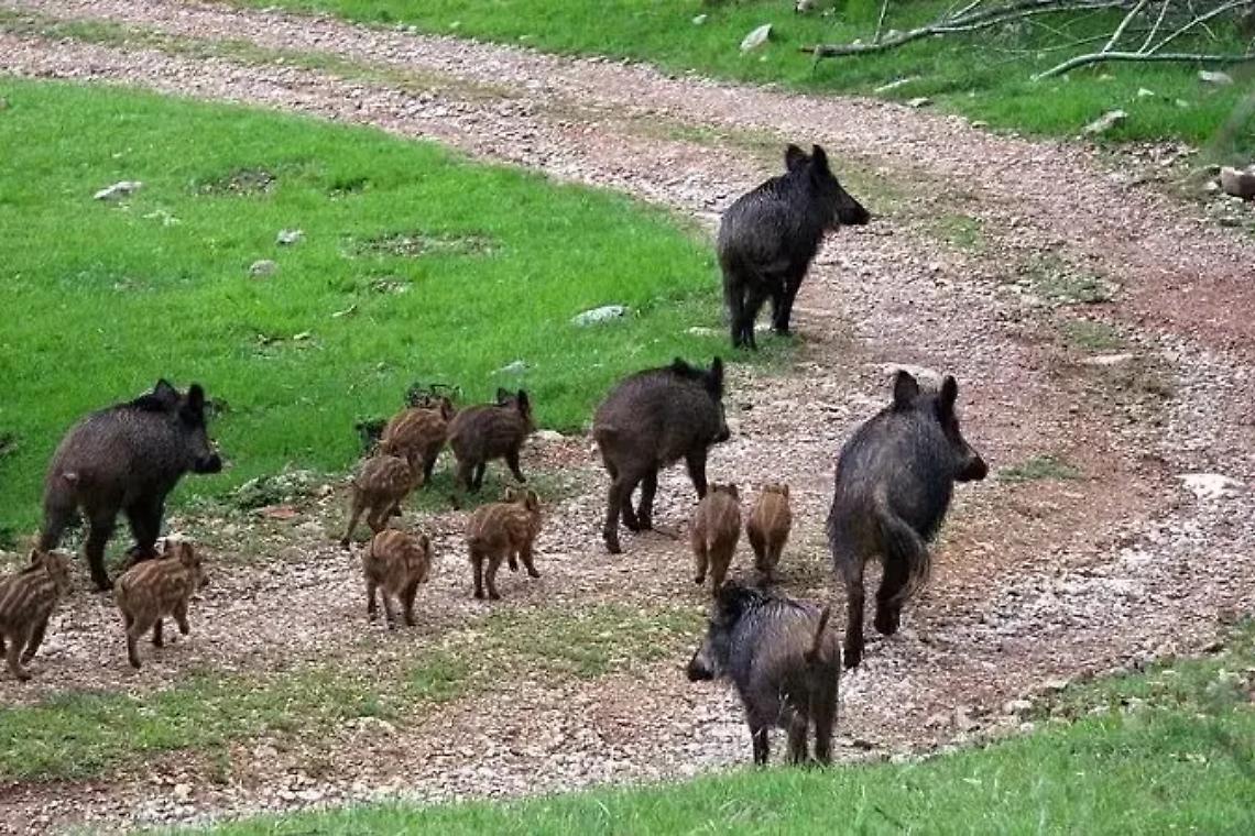 Allarme cinghiali in Collina