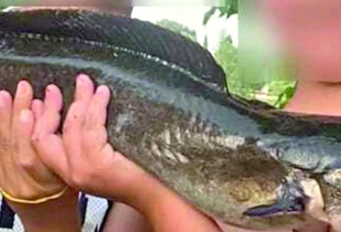 &laquo;Pescato un pesce gatto africano&raquo;