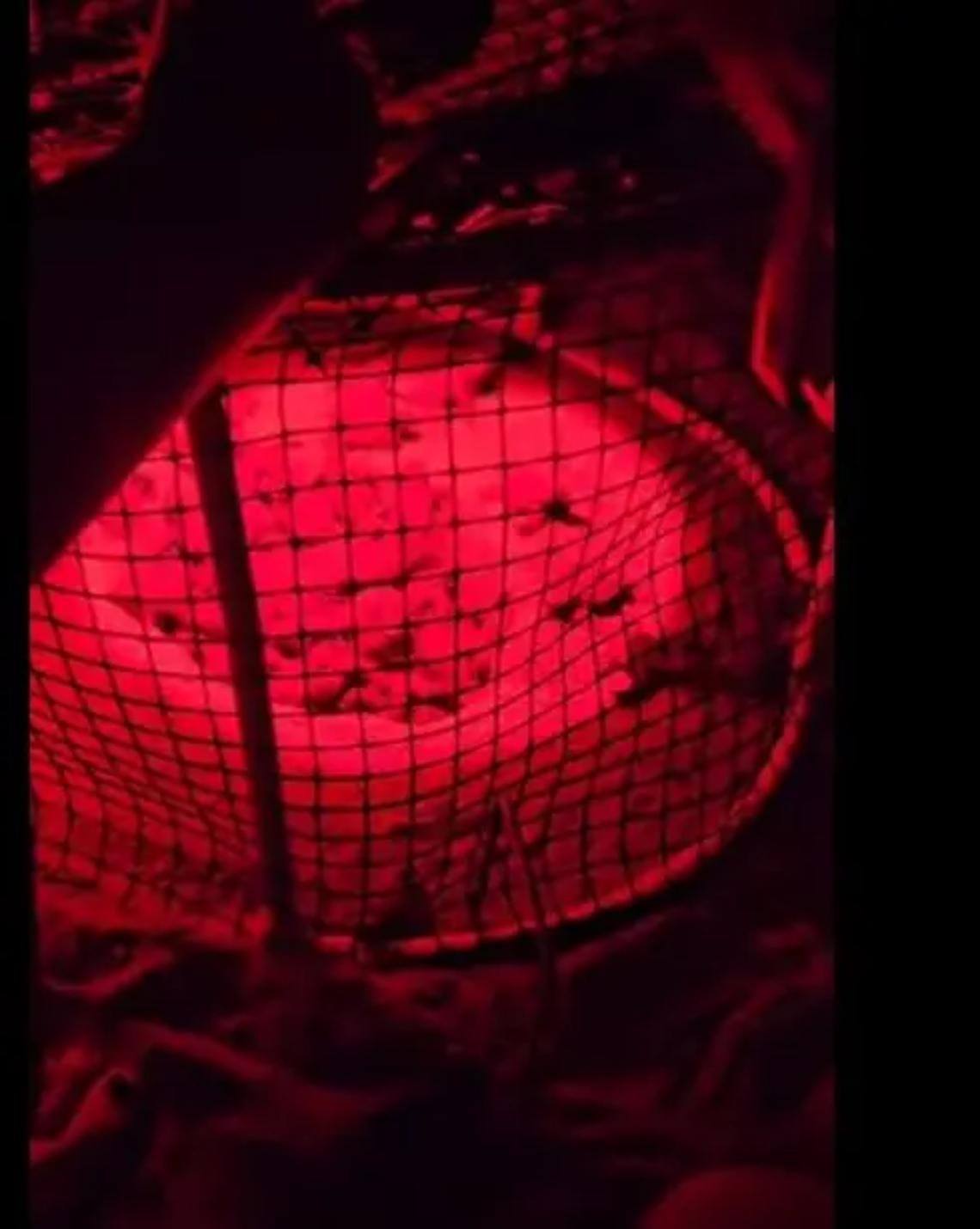 Sant&rsquo;Agostino, schiuse le uova di tartaruga marina VIDEO