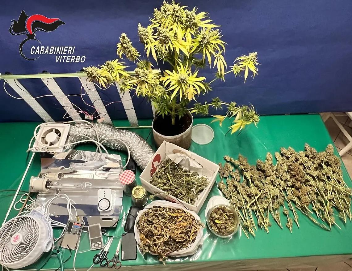 Allestisce in cantina una serra per marijuana: arrestato 32enne
