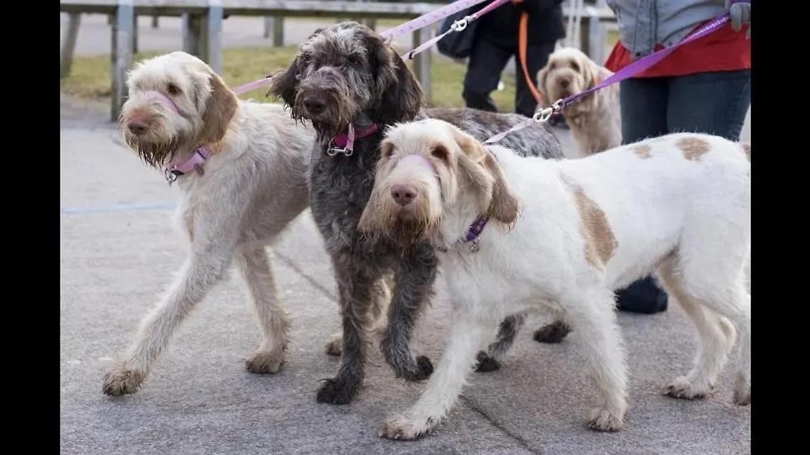 Spunta un &ldquo;canile&rdquo;, i residenti: &laquo;La notte non si dorme pi&ugrave;&raquo;