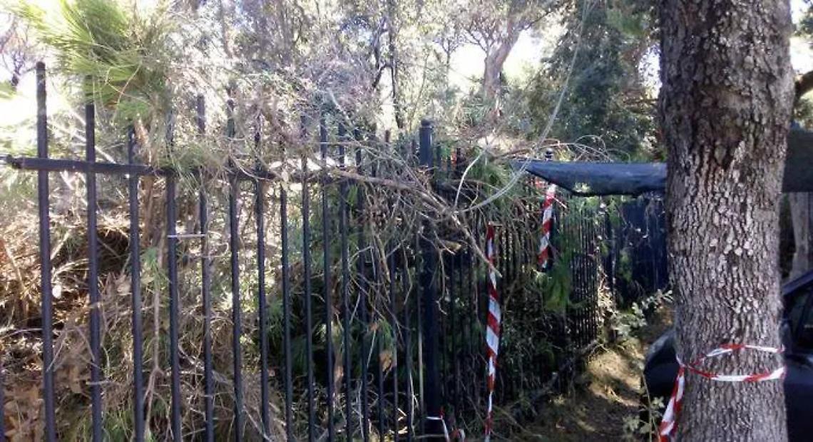 &laquo;Alberi, 270 autorizzazioni d&rsquo;abbatimento&raquo;