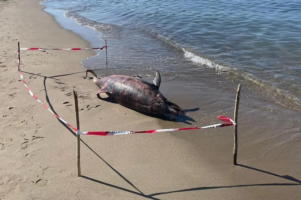 Delfino spiaggiato: sul posto Capitaneria e Asl