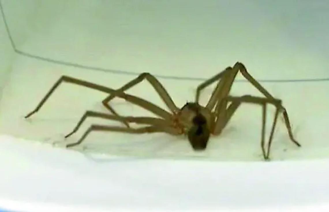 Ragno violino, cosa fare in caso di morso: i consigli dell&rsquo;esperto