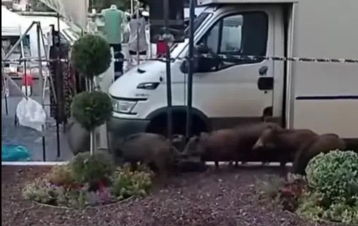 Viterbo: cinghiali a spasso per il mercato
