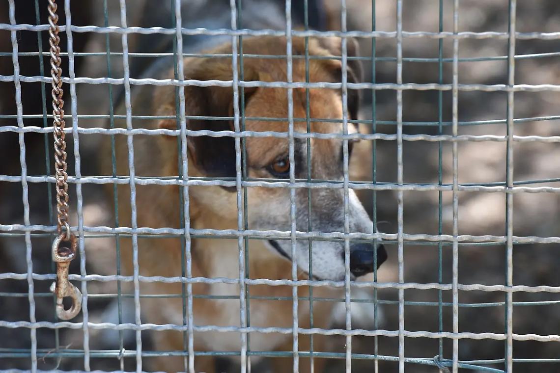 Cancelli serrati per il canile comunale in zona Molacce