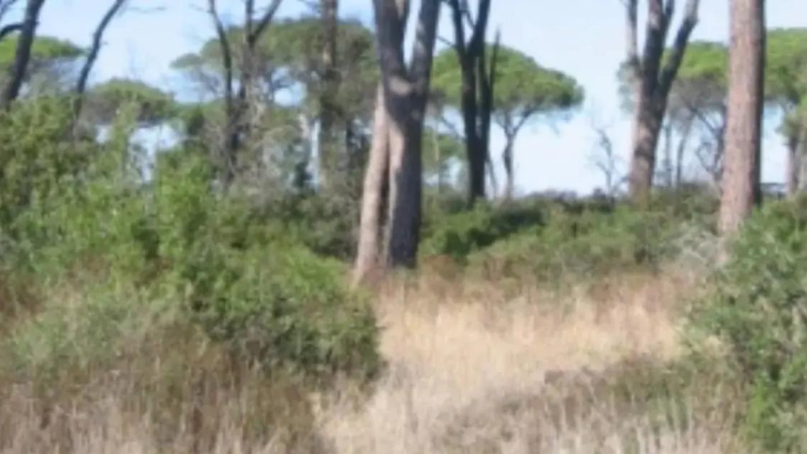 Giornata ecologica a Fregene: i volontari puliscono la Lecceta