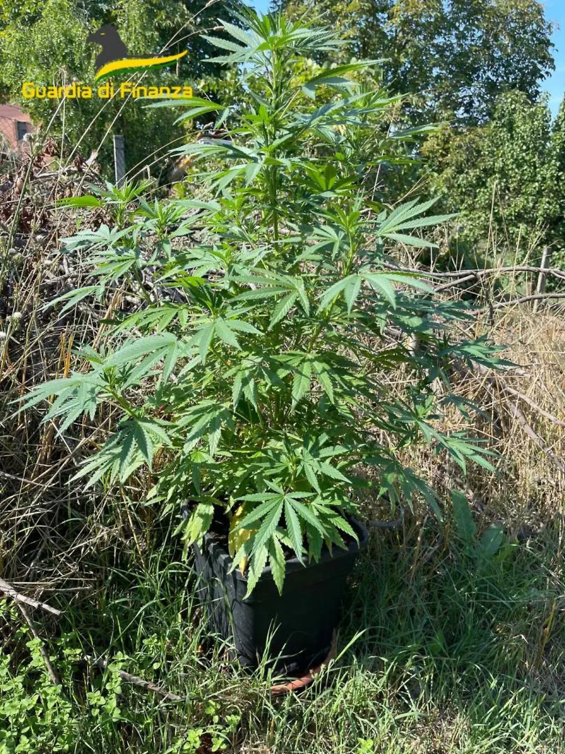 Smantellata una coltivazione di marijuana