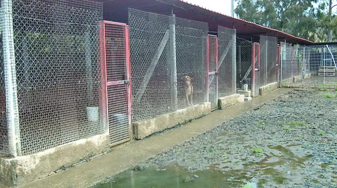 Canile, Pincio al lavoro per una nuova struttura