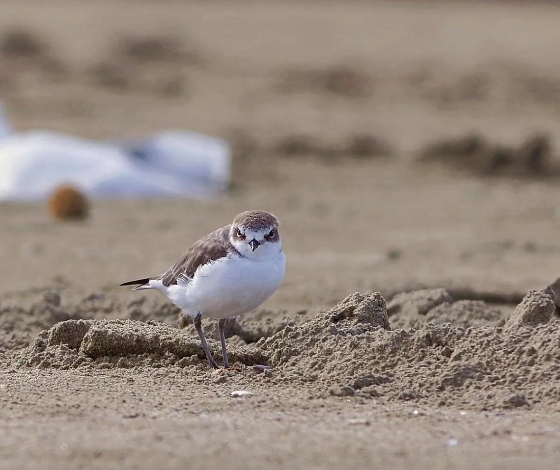 I fratini si spostano a Cerveteri, i nidi a pochi metri dai nudisti