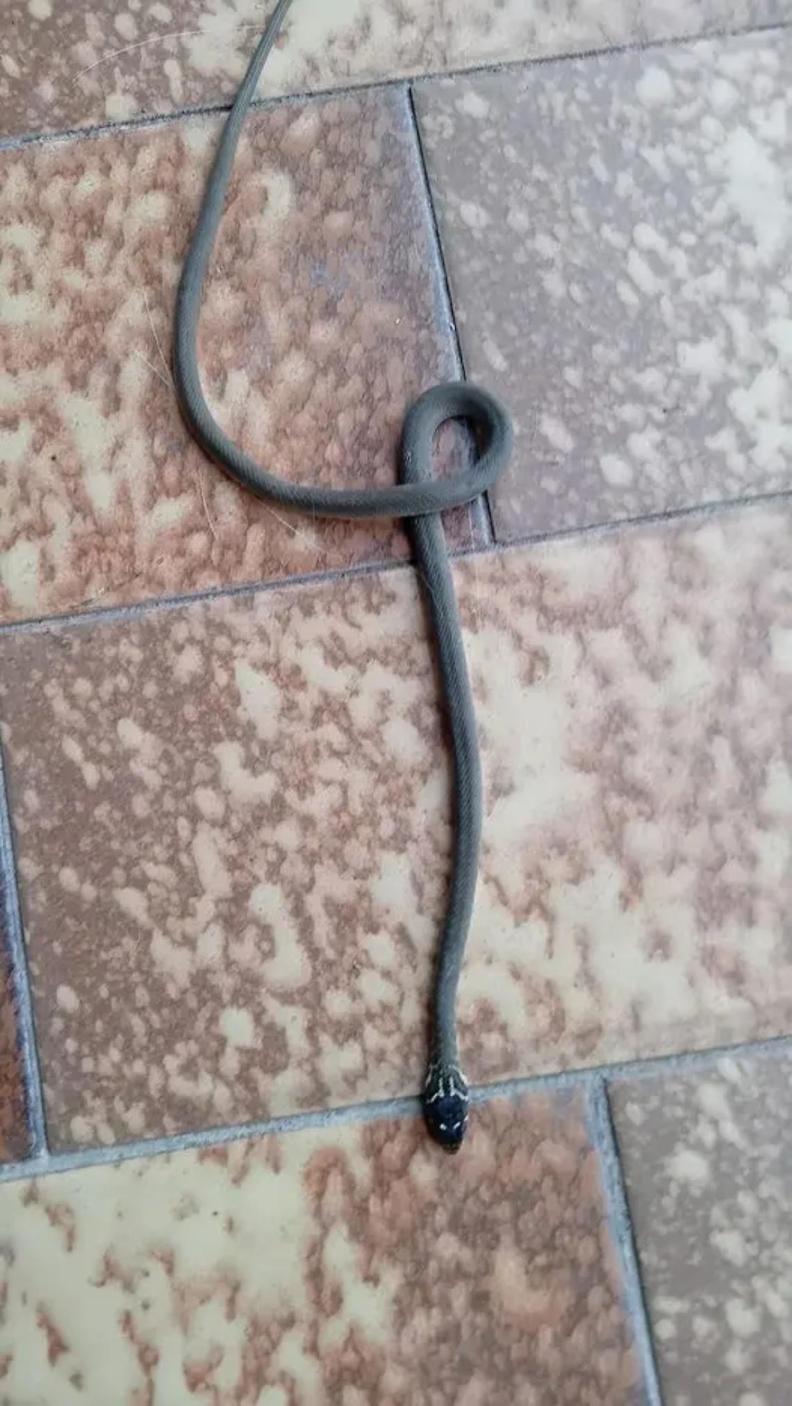 Incontro ravvicinato con un serpente