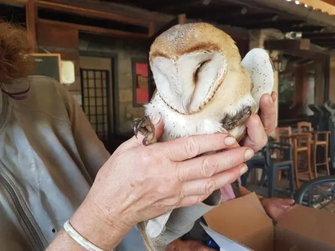 Storia a lieto fine a Tarquinia: recuperato e salvato un barbagianni