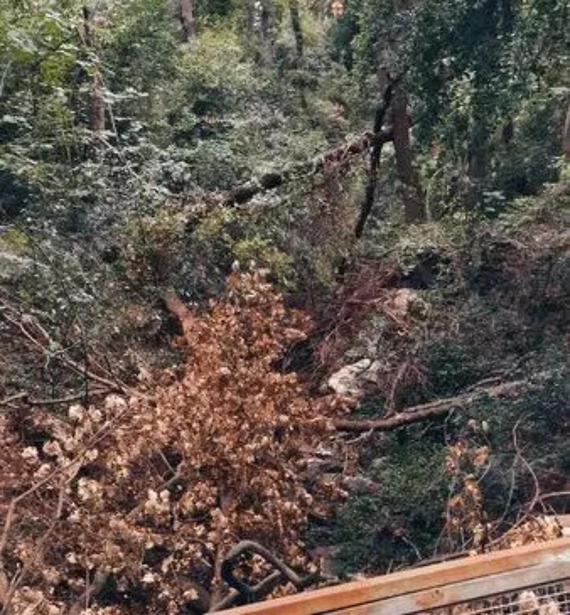 Valcanneto, il bosco perde i suoi alberi