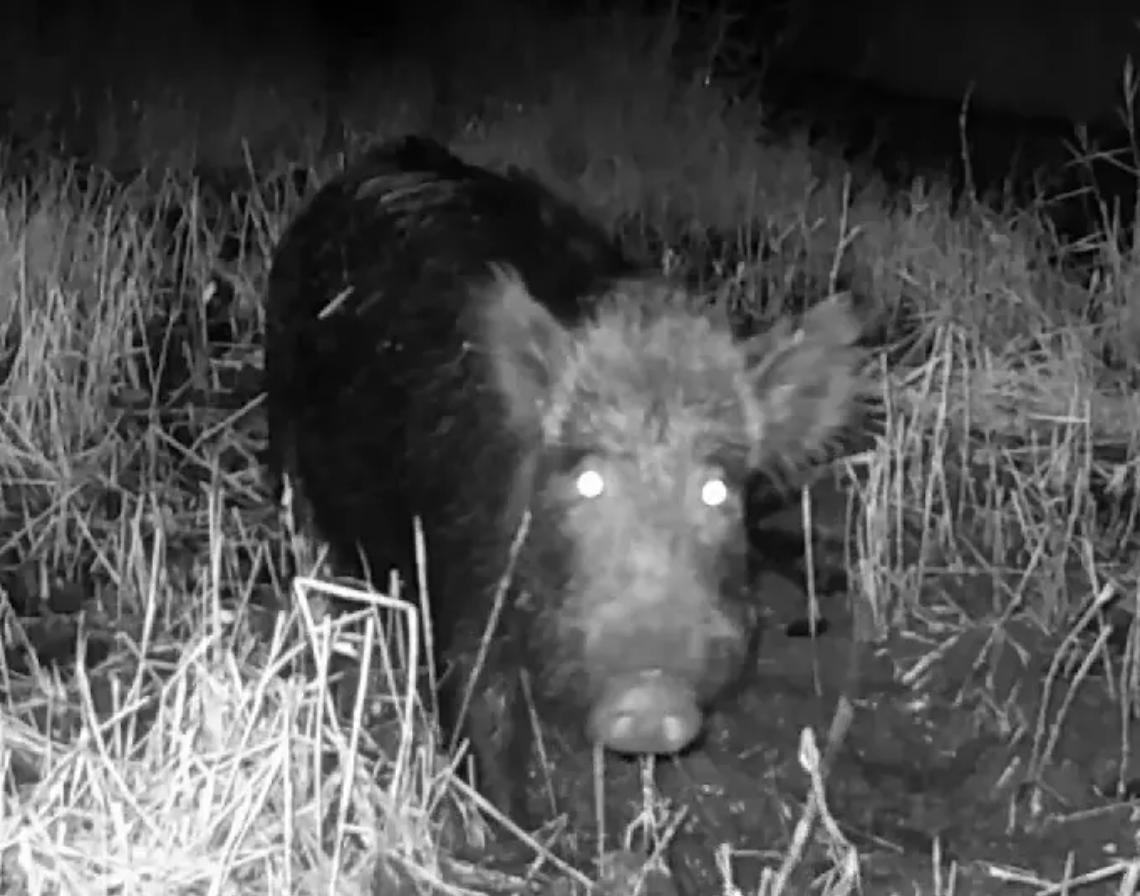 Un fondo per la filiera, ma i cinghiali spariscono