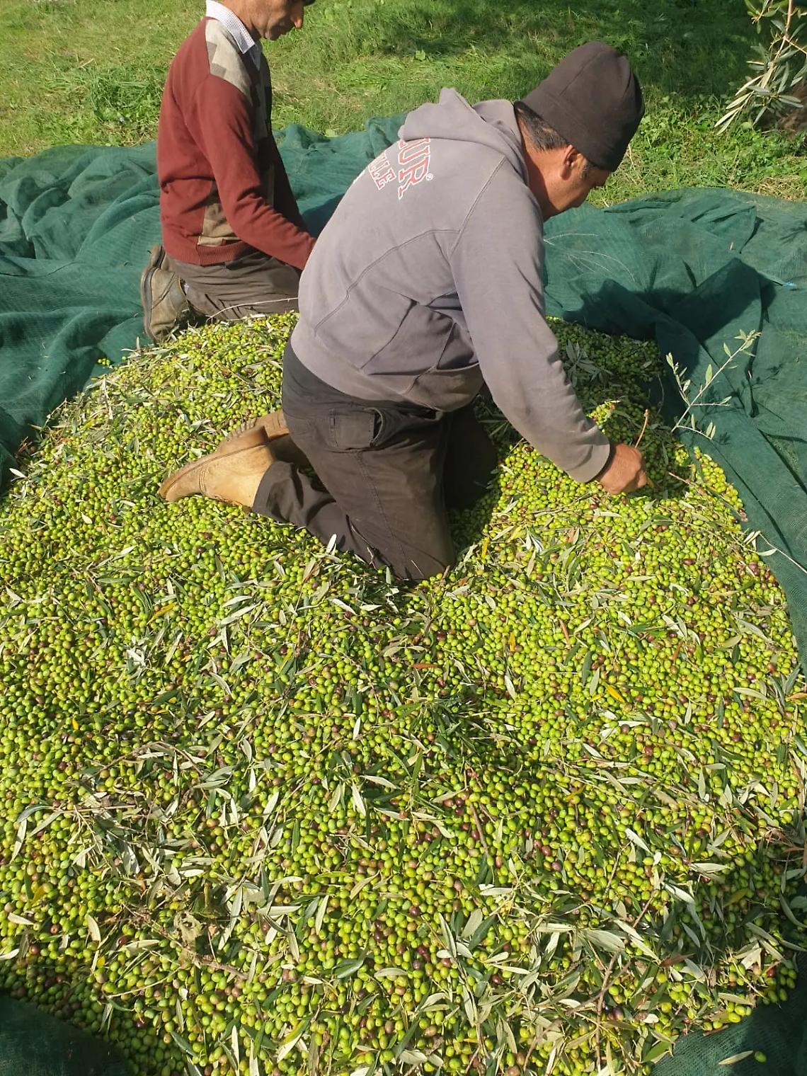 &laquo;La produzione dell&rsquo;olio &egrave; cresciuta del 20% rispetto all&rsquo;anno scorso&raquo;