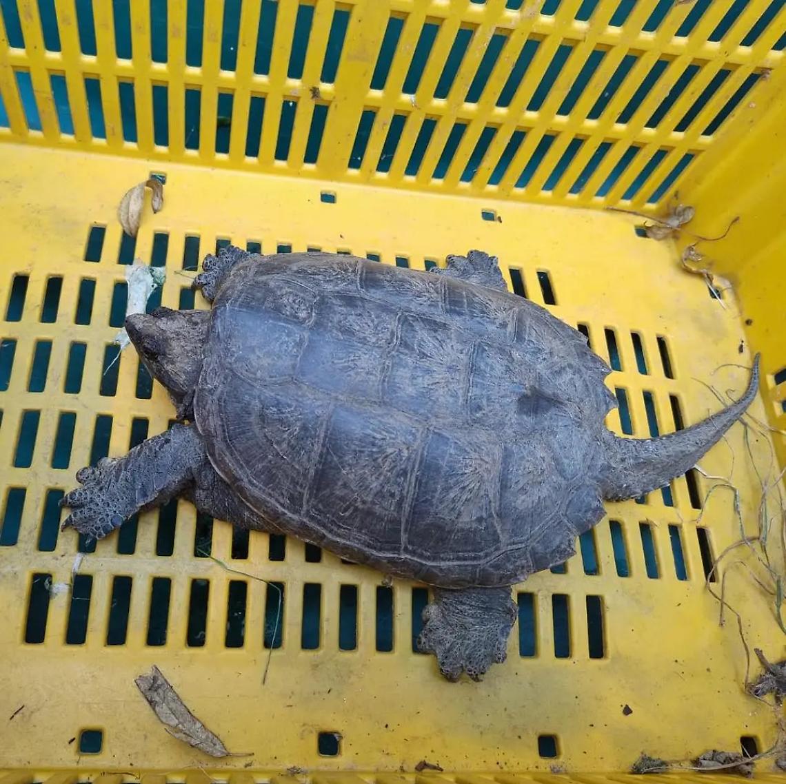 Tenuta illegalmente in casa e poi abbandonata: tartaruga azzannatrice rinvenuta e salvata