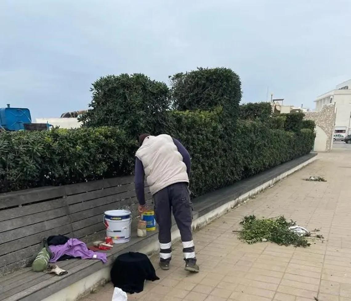 Santa Severa, iniziati i lavori di potatura delle palme