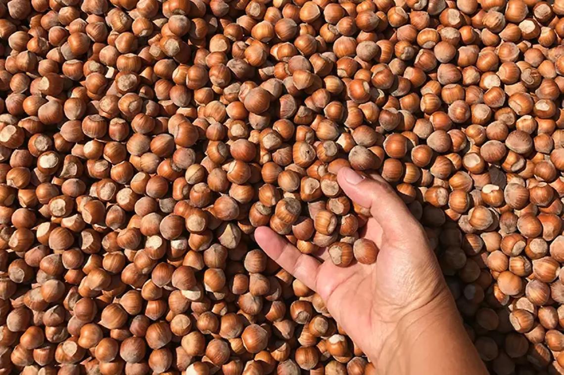 &laquo;Nocciole, va rivisto il giusto prezzo&raquo;