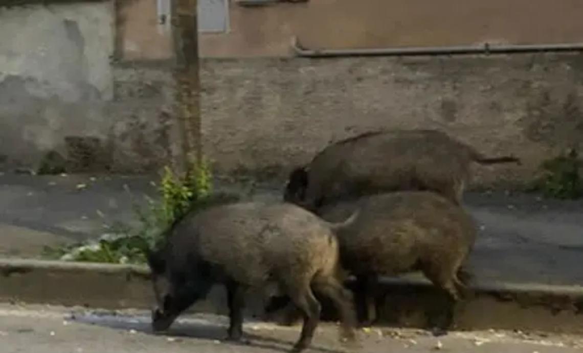 Emergenza cinghiali, si parte con gabbie e catture