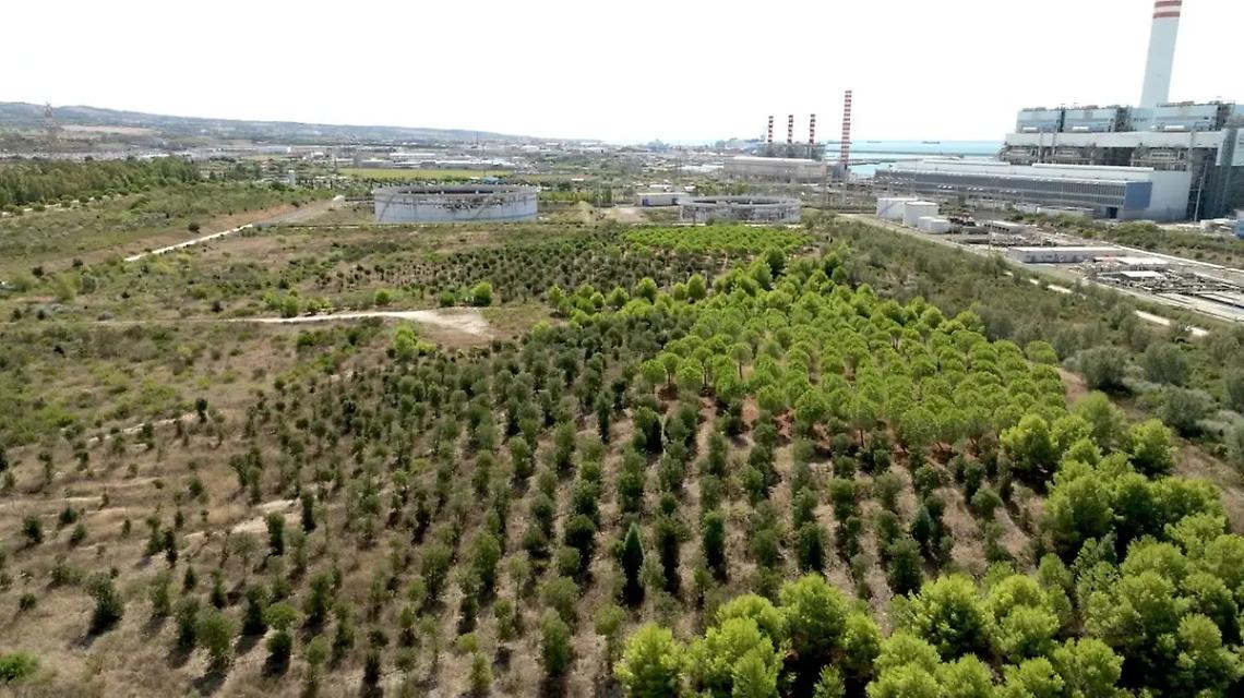 Wwf: &laquo;Perch&egrave; parcheggiare sopra un bosco?&raquo;