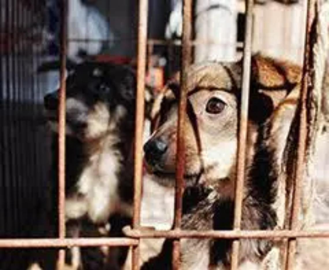 &laquo;Parco canile tra le strutture autorizzate all&rsquo;accoglimento dei randagi&raquo;