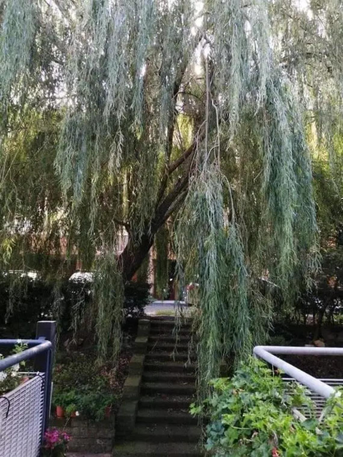 Abbattuto un salice piangente di 28 anni: rimostranze dei cittadini all&rsquo;ufficio tecnico