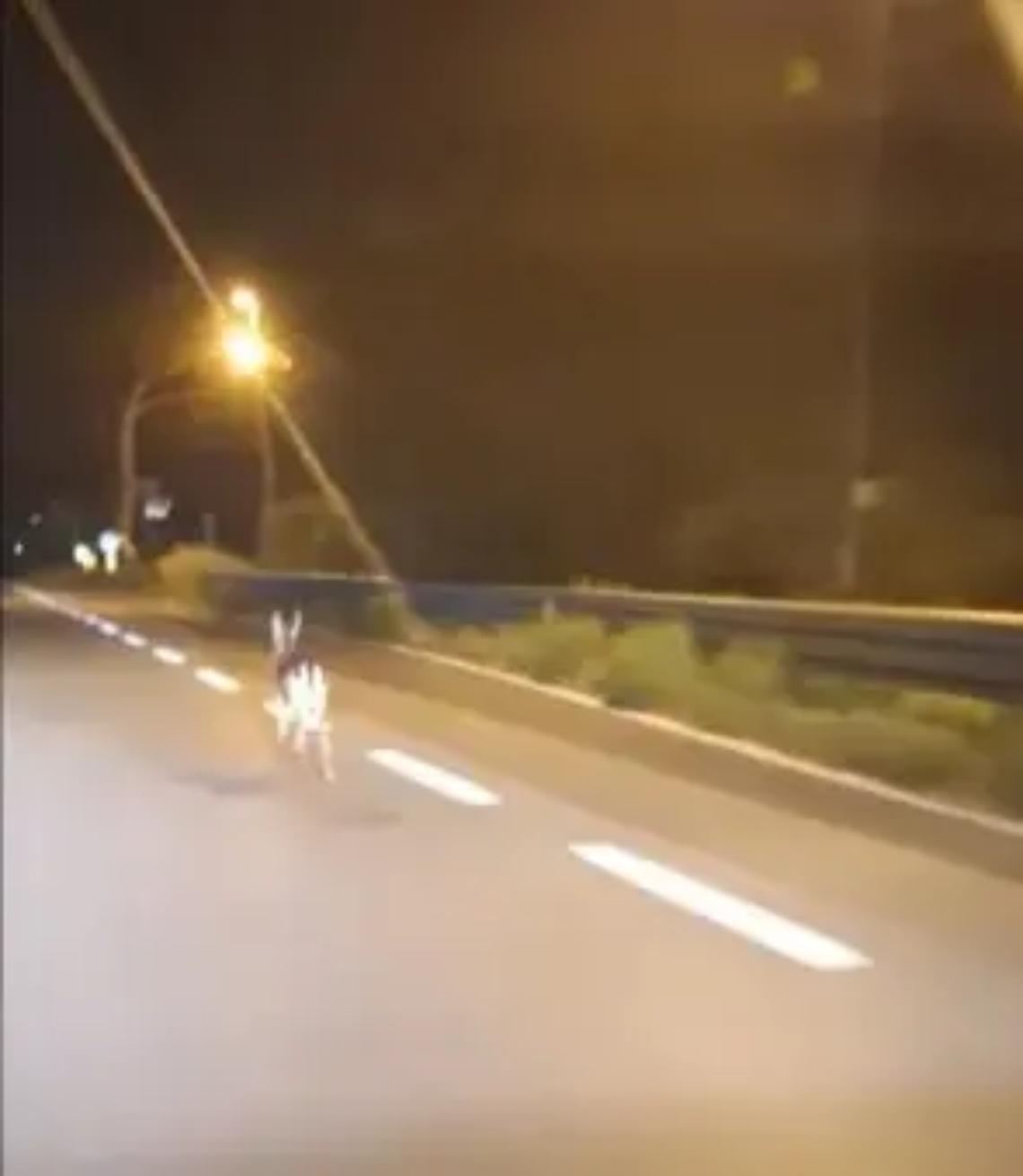 Cerbiatto corre all&rsquo;impazzata sull&rsquo;Aurelia