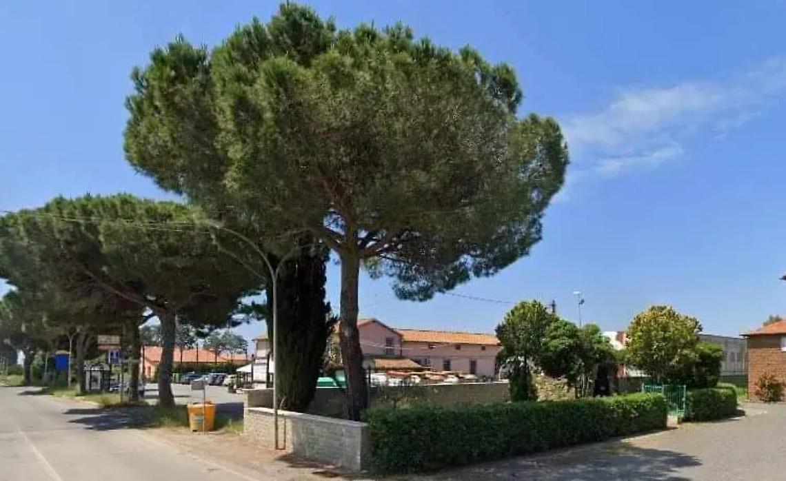 Ambiente, partono i trattamenti contro la cocciniglia su 92 pini